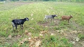 goat breeding season