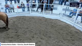 Corsica Horse Sales - Corsica, South Dakota