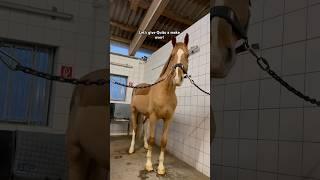 His little socks at the end 🫶 #equestrian #short #viral