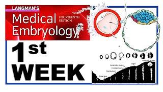 Langman Chapter#3 | First Week of Human Development | Embryology | Dr Asif Lectures