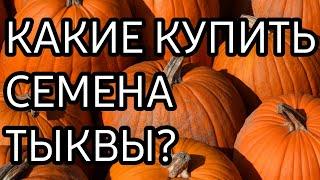 СЕМЕНА ТЫКВЫ / КАКИЕ КУПИТЬ СЕМЕНА ТЫКВЫ?