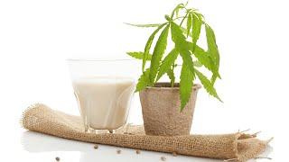 3 Ways to Incorporate Hemp Milk into Your Diet