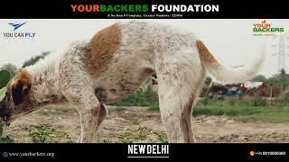 30th Aug 2022 Feed the Stray Animals – An initiative by the Yourbackers New Delhi