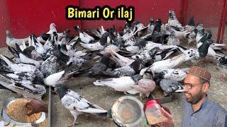 Bimari Ki Waja Or ilaj | Sardi Lagay Kabootar Ka Ilaj | Hashim Mahmood Pigeons