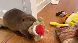 Rescue beaver makes Christmas dam in house