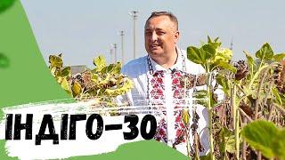 Біостимулятор "ІНДІГО-30". Що це, та в чому його УНІКАЛЬНІСТЬ? // PlantAgro