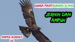 suara pikat burung elang @SNIPERBORNEORZ