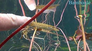 bébé brochet , une scène, un montage, bamboulé