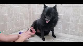 Trimming a Pomeranian's nails, dog grooming without restraints