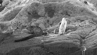 White Penguin Spotted In Galapagos Islands For First Time Ever