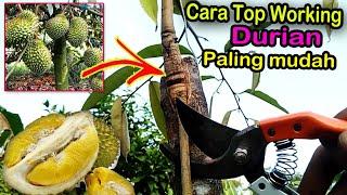 cara sambung pucuk durian paling mudah