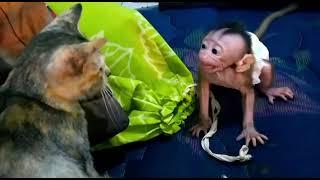 Grumpy kitty slaps baby monkey and hurts his feelings. 
