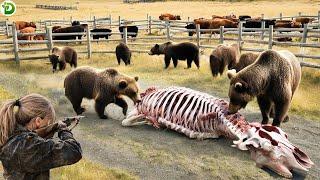 Giant Bear Attacks Cow Farm - Brave Female Hunter Fights Back To Protect Her Herd