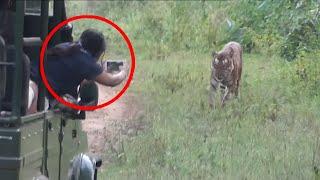 6 Tiger Encounters You Should Never Watch