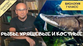 Рыбы. Биология 7 класс. Классы: хрящевые рыбы и костные рыбы Внешнее и внутреннее строение Видеоурок