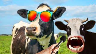 FUNNY COW DANCE FOR 13 MINUTES STRAIGHT 40 | Cow Song & Cow Videos 2024 | cow sound | dancing cow