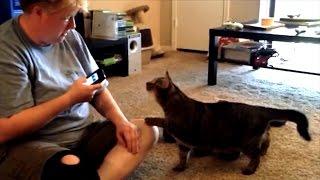 Can You Talk to Your Cat Using an App?