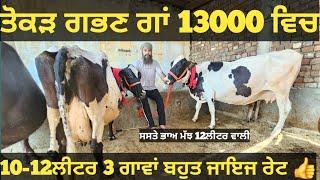 ਸਸਤੇ ਭਾਅ 3 ਗਾਵਾਂ ਅਤੇ 1 ਮੱਝ ਵੀਕਾਓ। Buffalo and cow for sale/vadiya farm/26-6-24