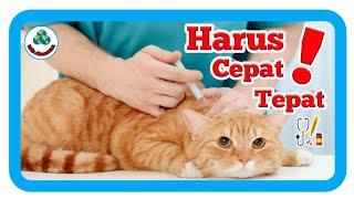 CARA MENGOBATI VIRUS PANLEUKOPENIA PADA KUCING