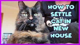 How To Help Your Cat Get Used To Their New Home | Tips To Settle a Cat In A New House