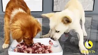 Puppies Food Review  Petify TV Dog Series 61 Puppies Food Review Channel Videos #puppy #Dog