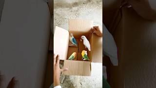 Love Birds New Unboxing| Viral 20 unboxing Love Birds | Online Parcel Delivery | Birds | Shorts