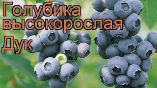 Голубика высокорослая Дук (vaccinium corymbosum)  Дук обзор: как сажать, саженцы голубики Дук