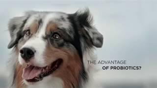 The Advantage Guaranteed Live Probiotics- Purina® Pro Plan® SAVOR®