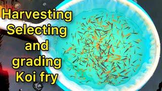 Japanese Koi Fry Harvest, How To Select And Grade Koi Fry