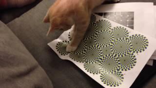 Коты тоже видят оптические иллюзии!