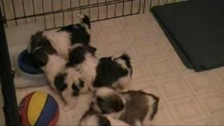 Shih Tzu Puppies.  Too cute!