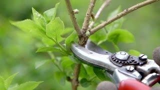 How to prune spring flowering shrubs | Grow at Home | Royal Horticultural Society