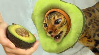 Avocado Cat eats AvocadoㅣDino cat