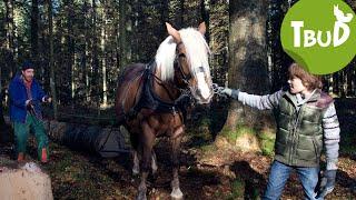 Pferdestärken (Folge 12) | Tiere bis unters Dach