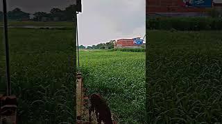 green fodder for mansoon ️#greenfodder #dairyfarm #punjab #farminglife #farmer