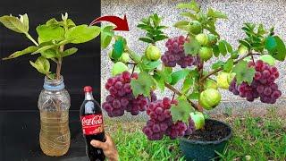 How to propagate guava tree with grapes fruit using Coca-Cola to promote faster fruiting