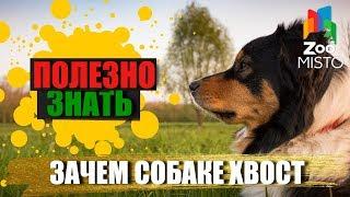 Полезно знать с ZooMISTO | Зачем собаке хвост