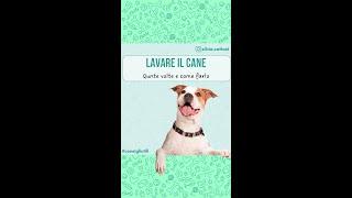 LAVARE IL CANE - QUANET VOLTEE  COME FARLO