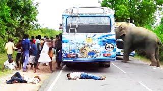 A severe elephant attack on a bus  People fall down in fear #elephantattack