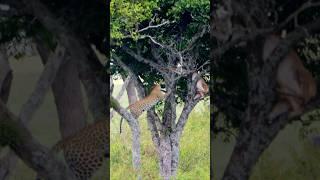 Leopard On a Tree With a Kill !!!