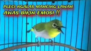 Pleci Gacor Ngalas Sambung Ngecir Memancing Emosi