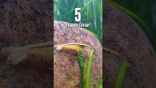 My Top 6 Freshwater Shrimp For Beginners!  #shorts