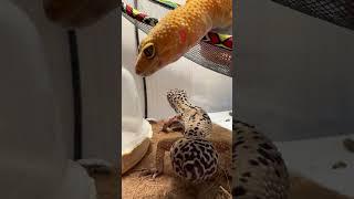 Жопонька жрЁц #москва #shortvideo #reptiles #zoolife #экзотика #эублефар #ужин #ящерица