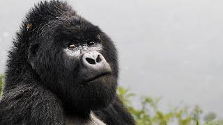 Volunteer at The Great Gorilla Project | The Great Projects