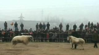 Goat fighting competition in China