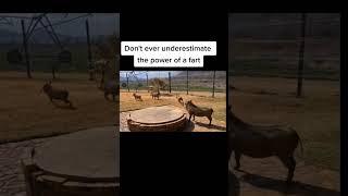 Pumbaa is not the same anymore Don't ever underestimate the power of a Fart #farted #farting #boar