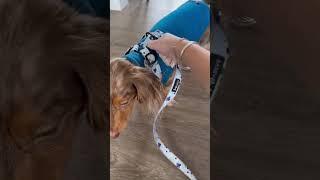 A day in Roswell’s life #vlog #dailyvlog #dachshund