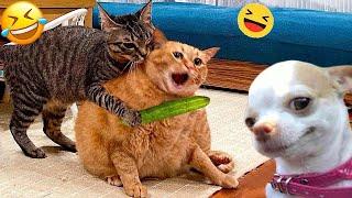 Cats are more affectionate than you might think  1 hour of FUNNY Pet Fails 