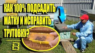 100% ПОДСАДКА ПЧЕЛИНОЙ МАТКИ. ИСПРАВЛЯЕМ ОТВОДОК С ТРУТНЕВОЙ МАТКОЙ ДЛЯ НАЧИНАЮЩИХ ПЧЕЛОВОДОВ 19-21