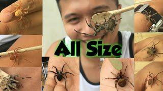 What are the different sizes of philippine orb weaver Spiders